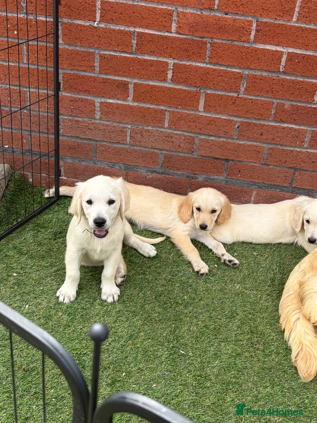 Golden Retriever dogs for sale: Kc reg golden retriever puppies  - Advert 20