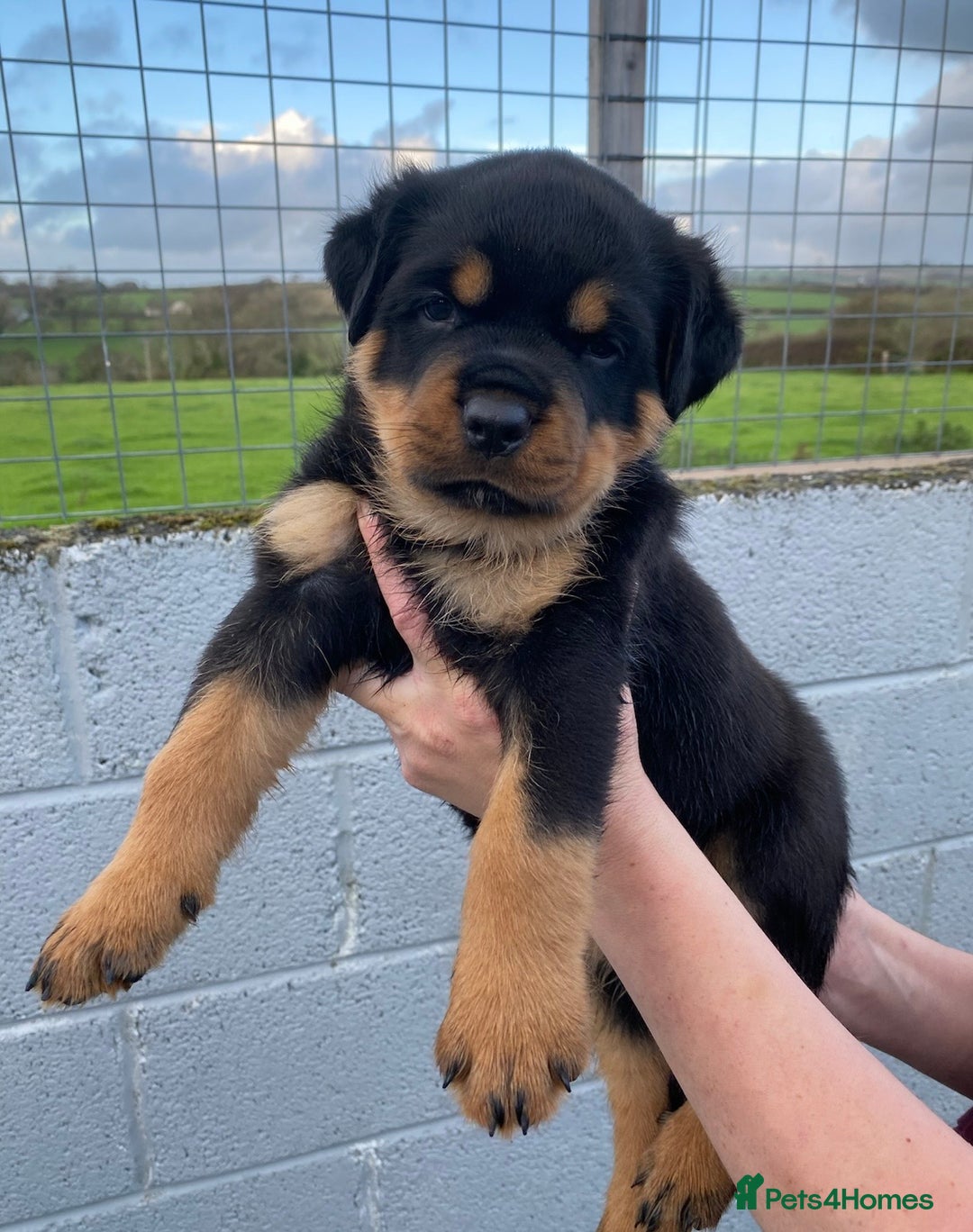 Rottweiler dogs for sale: KC Rottweiler puppies ready 16/11/25 - Image 10