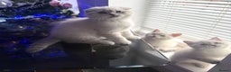Scottish Fold cats for sale: 😻Stunning Pure breed Scottish fold kittens 😻 - Advert 5