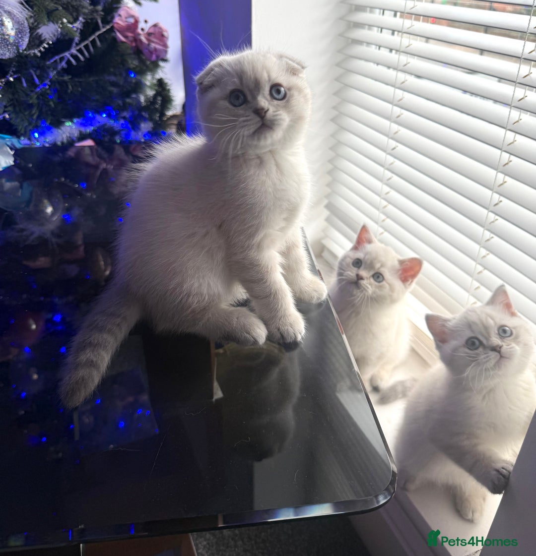 Scottish Fold cats for sale: 😻Stunning Pure breed Scottish fold kittens 😻 - Advert 5