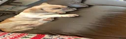 Shih Tzu dogs for sale: Shih Tzu named Fillipo  in London - Advert 3