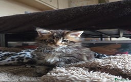 Maine Coon cats for sale: 2 Gorgeous Mane Coon Kittens  - Image 4