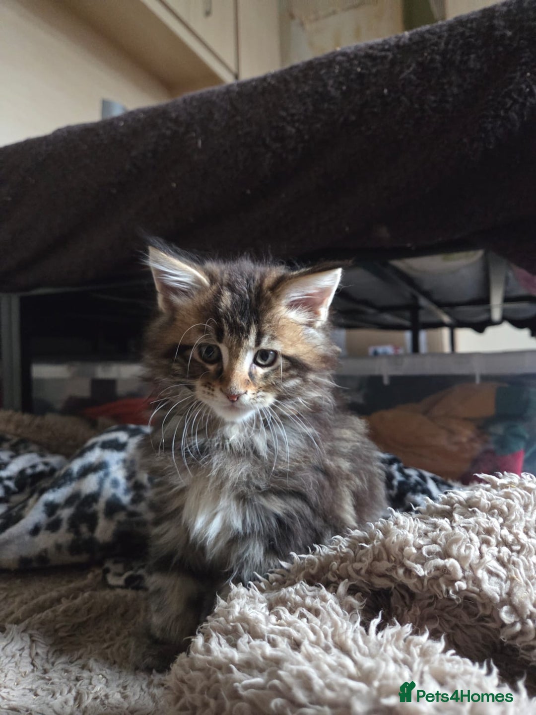 Maine Coon cats for sale: 2 Gorgeous Mane Coon Kittens  - Image 4