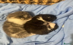 Mixed Breed cats for sale: Ragdoll Cross Kittens - Image 2