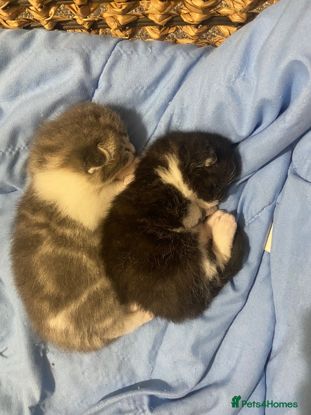 Mixed Breed cats for sale: Ragdoll Cross Kittens - Image 2