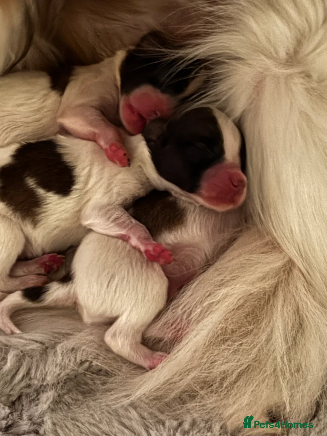 Papillon dogs for sale: Papillon puppies for sale in Watford - Advert 5