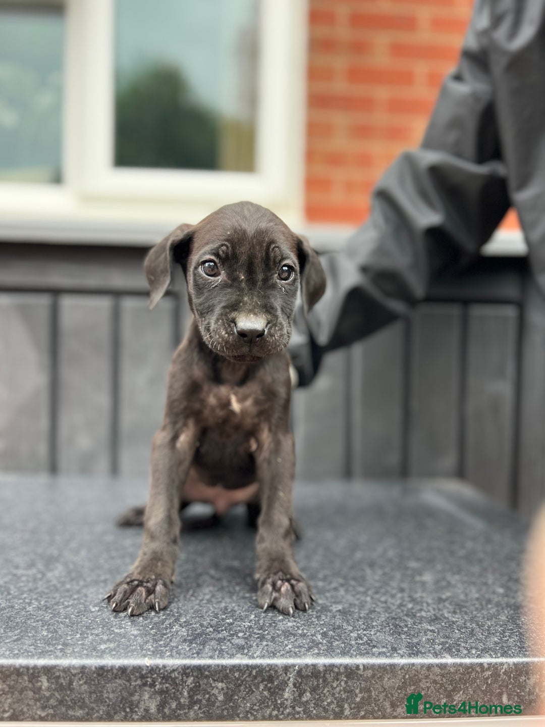 Presa Canario dogs for sale: Black Presa Pups for sale working line  - Image 14