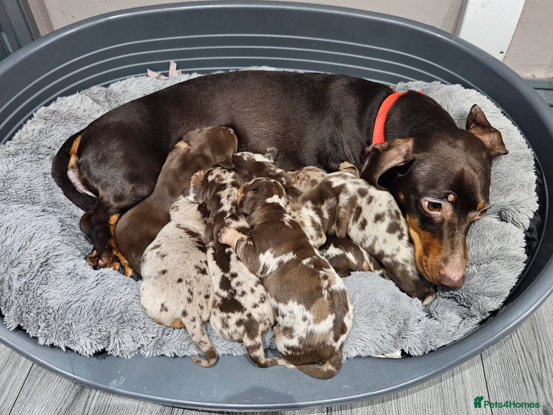 Dachshund dogs for sale: Dachshunds7puppies,only one brown girl left - Advert 1