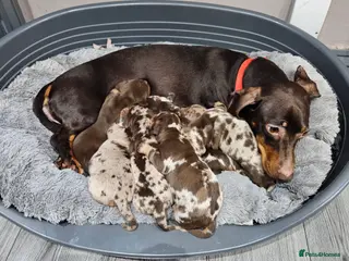 Dachshund dogs Dachshunds7puppies,only one brown girl left - Advert 8