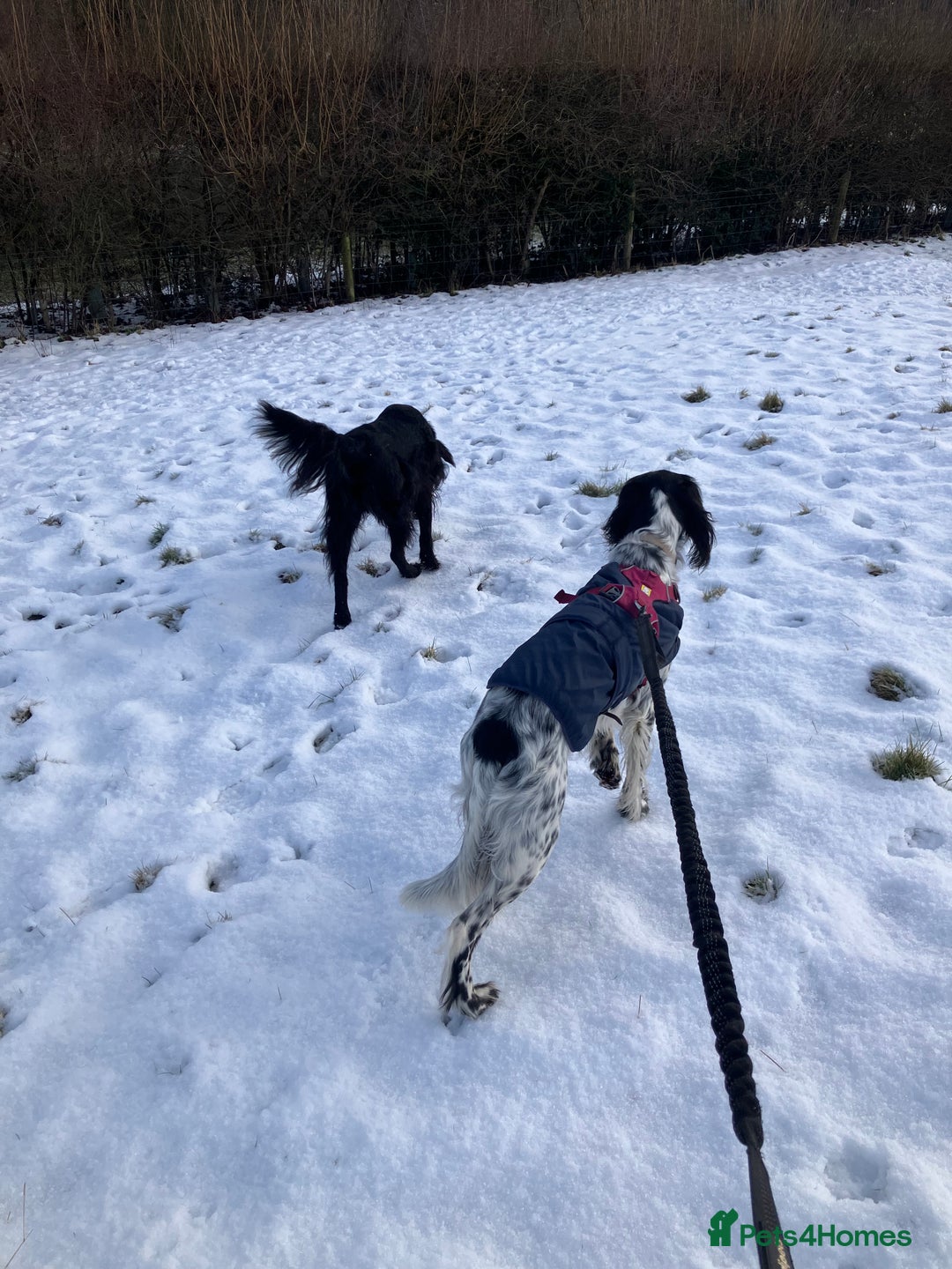 English Setter dogs for sale: 2yr. Pedigree working English setter sale/share - Image 11