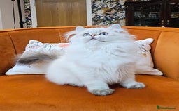 Scottish Fold cats for sale: Excellent Scottish straight kittens  - Advert 20