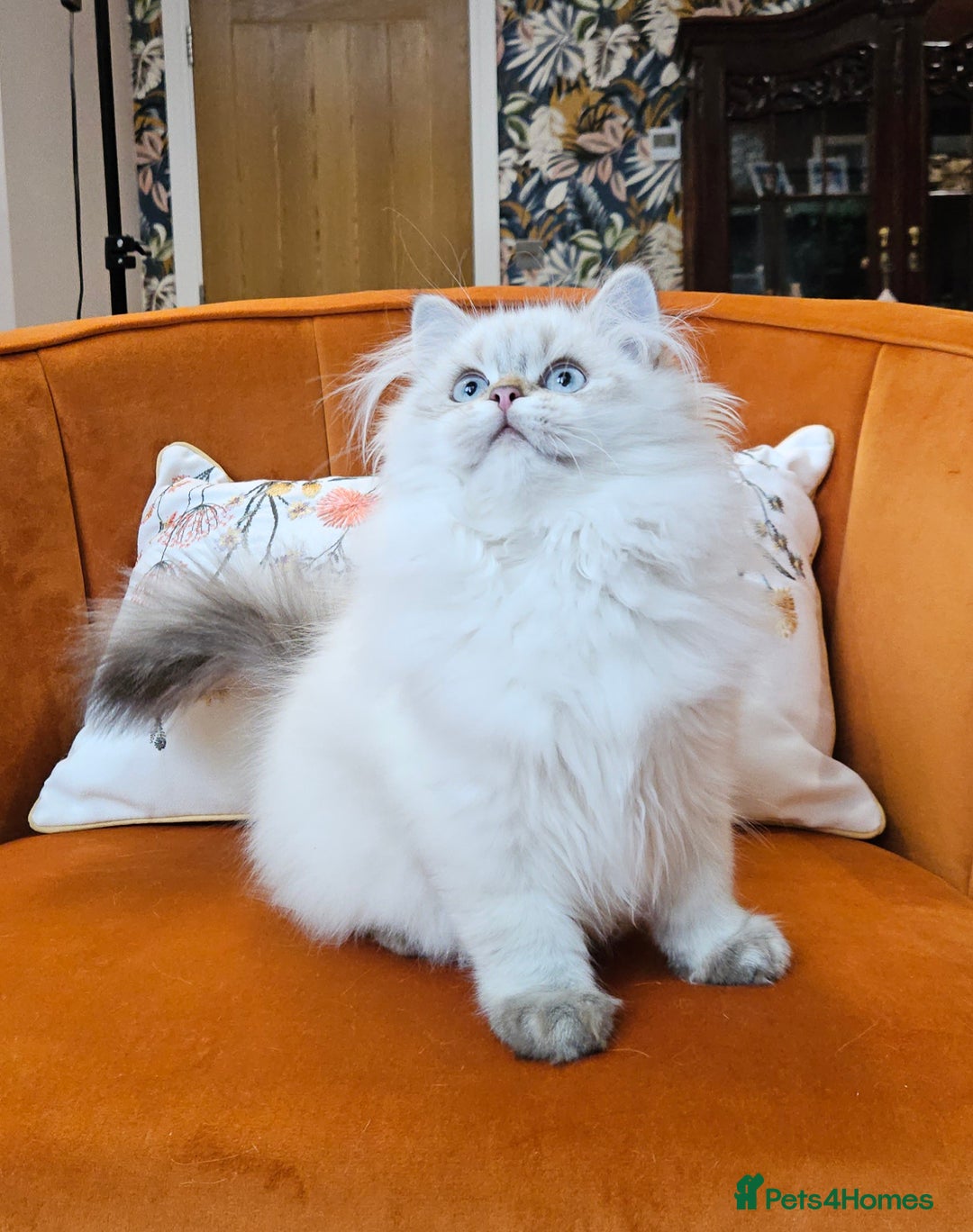 Scottish Fold cats for sale: Excellent Scottish straight kittens  - Advert 20