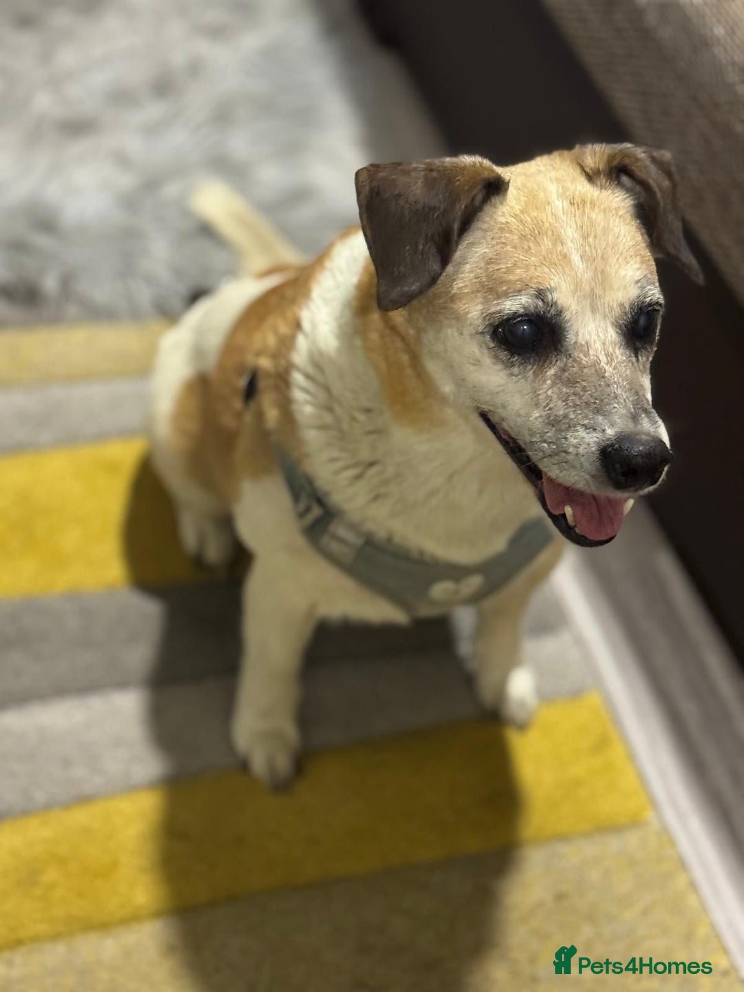 Mixed Breed dogs for adoption: Sweetheart Folti needs her home - Advert 9