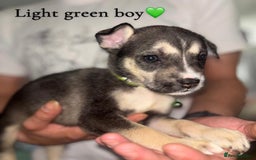 Mixed Breed dogs for sale: Husky x American bully’s  - Image 7
