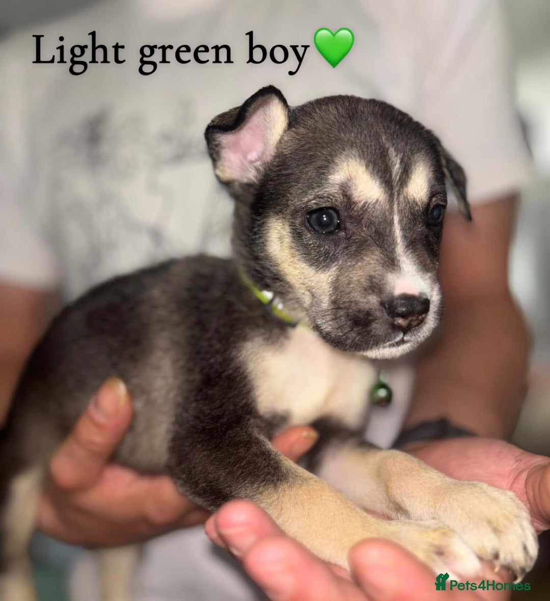 Mixed Breed dogs for sale: Husky x American bully’s  - Image 7