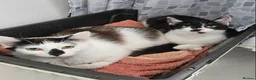 Mixed Breed cats for adoption: Two Cats for Indoor Adoption Together  - Advert 1
