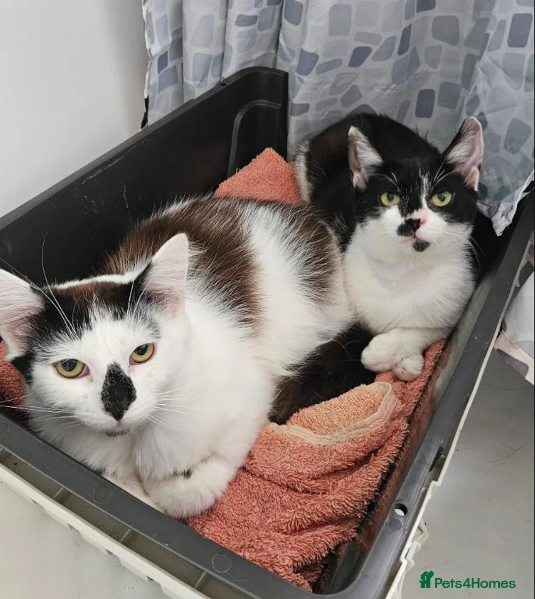 Mixed Breed cats for adoption: Two Cats for Indoor Adoption Together  - Advert 1