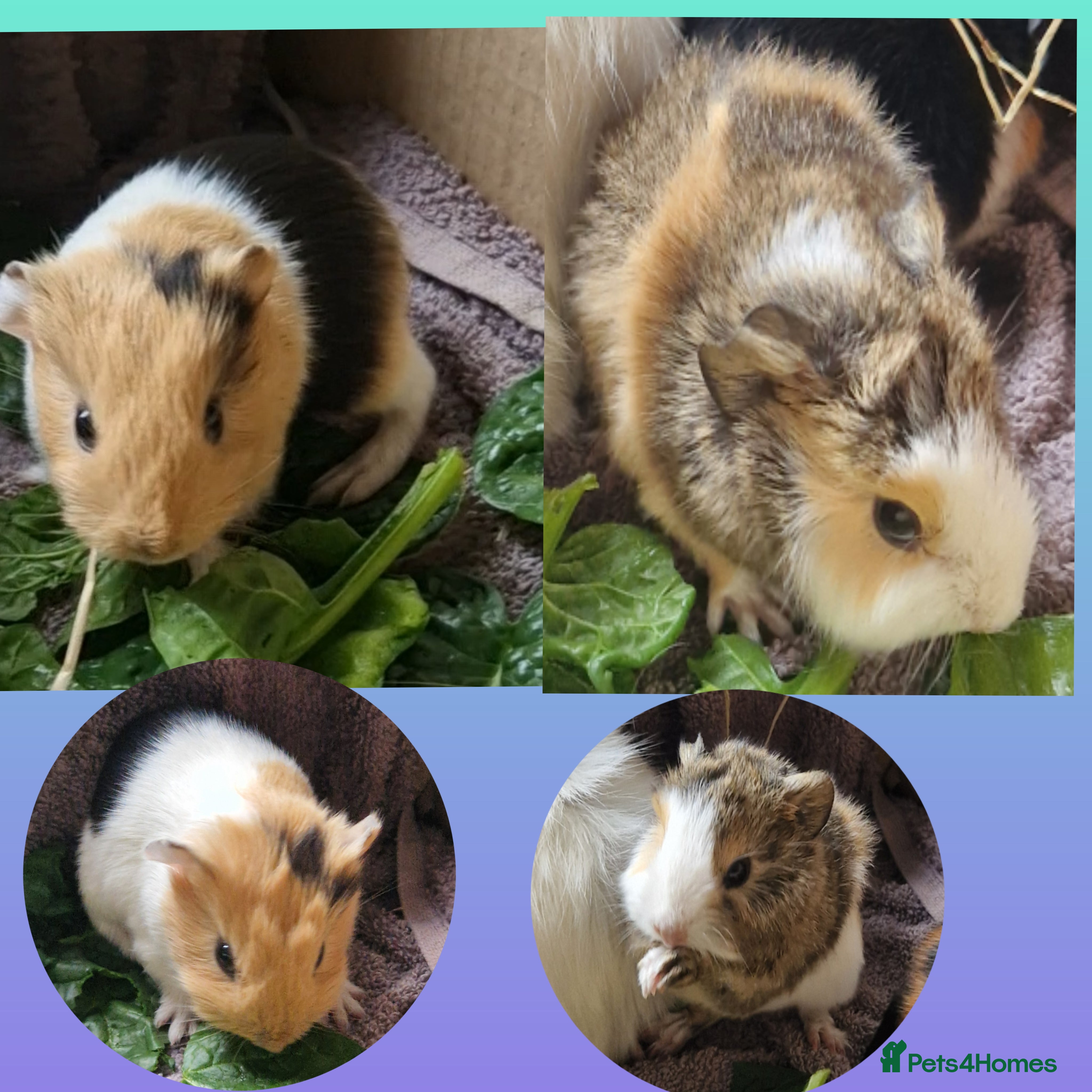 Guinea Pig rodents Abbycross breed & shelte breed / 22nd mar 26 - Advert 17