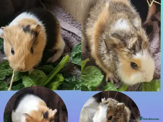 Guinea Pig rodents Abbycross breed & shelte breed / 22nd mar 26 - Advert 17