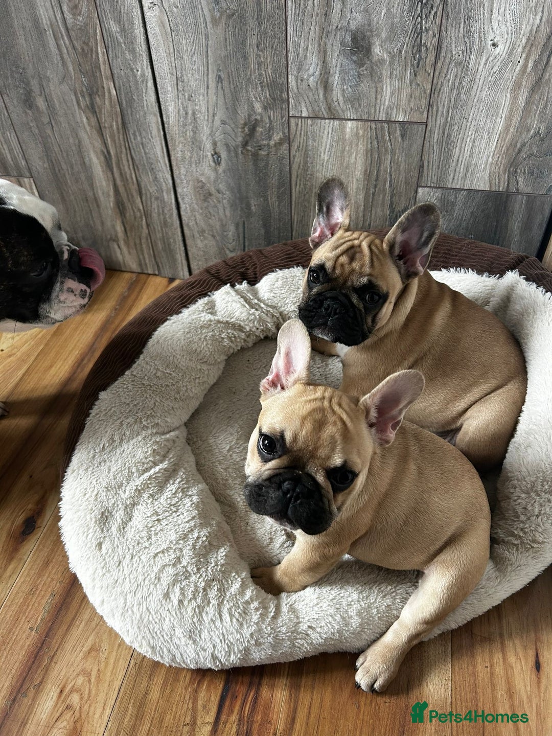 French Bulldog dogs for sale: Brownie  - Advert 3