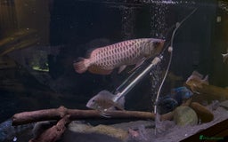 Other/Mixed Breed fish for sale: Malaysian Arowana - Image 2