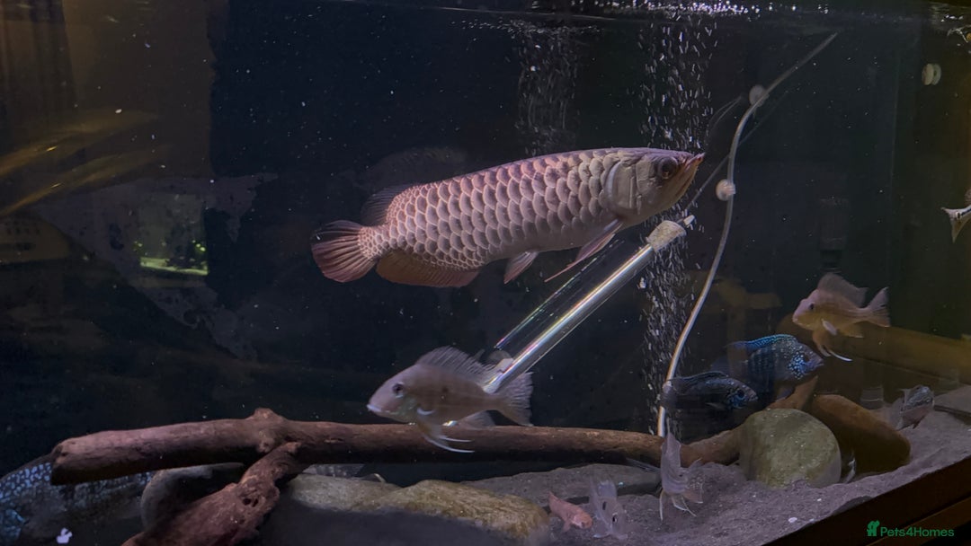 Other/Mixed Breed fish for sale: Malaysian Arowana - Image 2