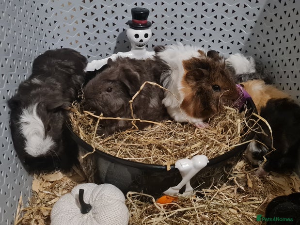 Guinea Pig rodents - Advert 1