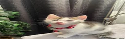 Mixed Breed cats for sale: 3 Kittens Looking For A Loving Home - Advert 10