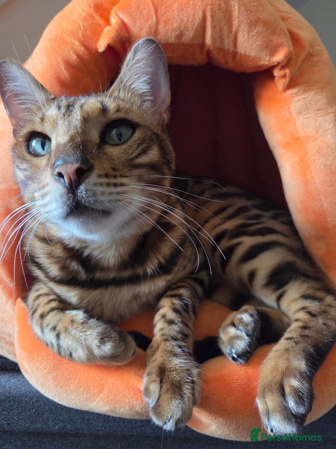 Bengal cats for sale: Bengal boy is looking for a new home - Image 1