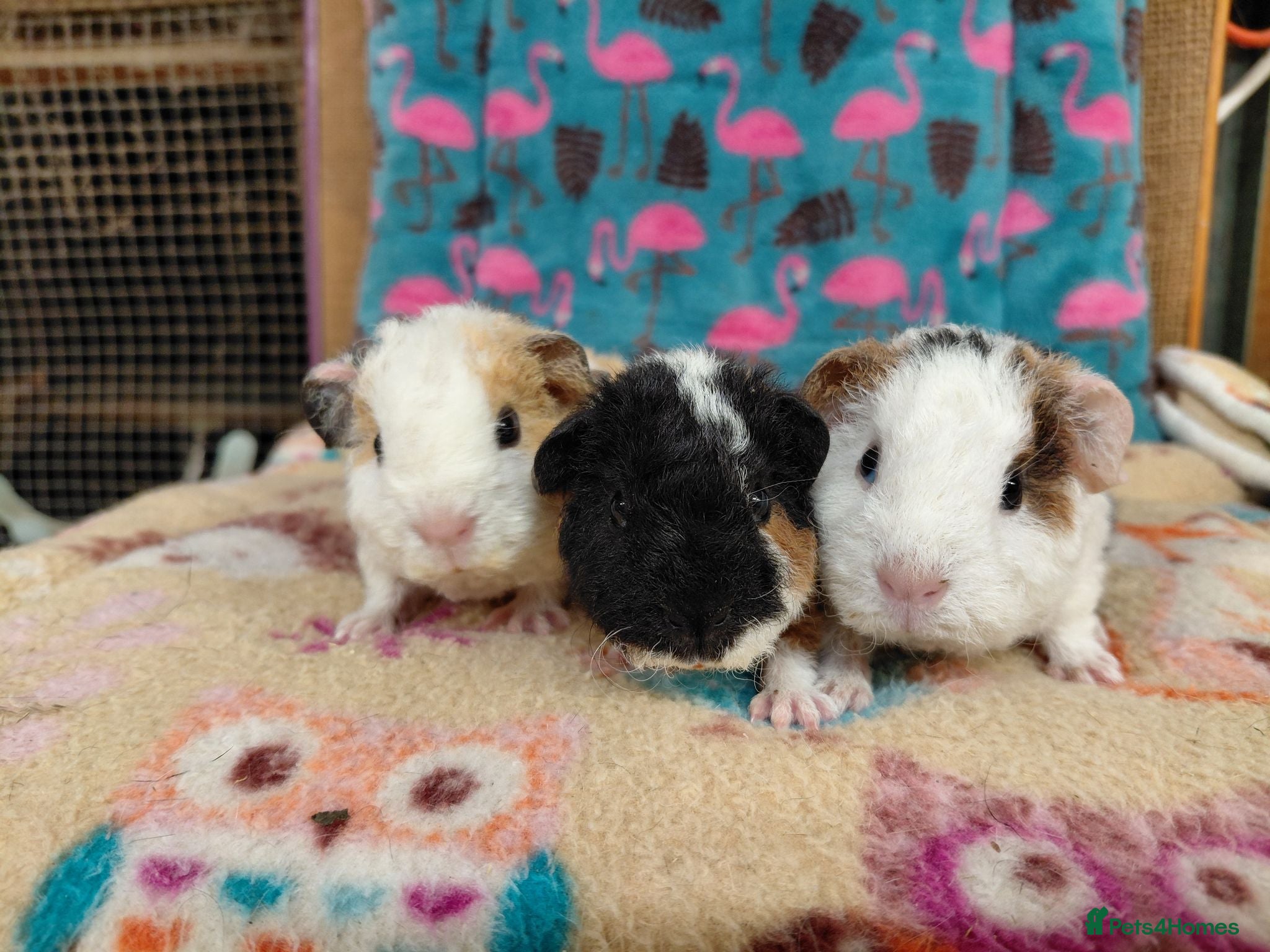 Guinea Pig rodents Baby Longhaired Sheltie Boars/Brothers RTR - Advert 12