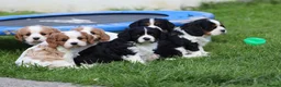 Cavachon dogs for sale: Beautiful Cavachon puppies for sale - Advert 29