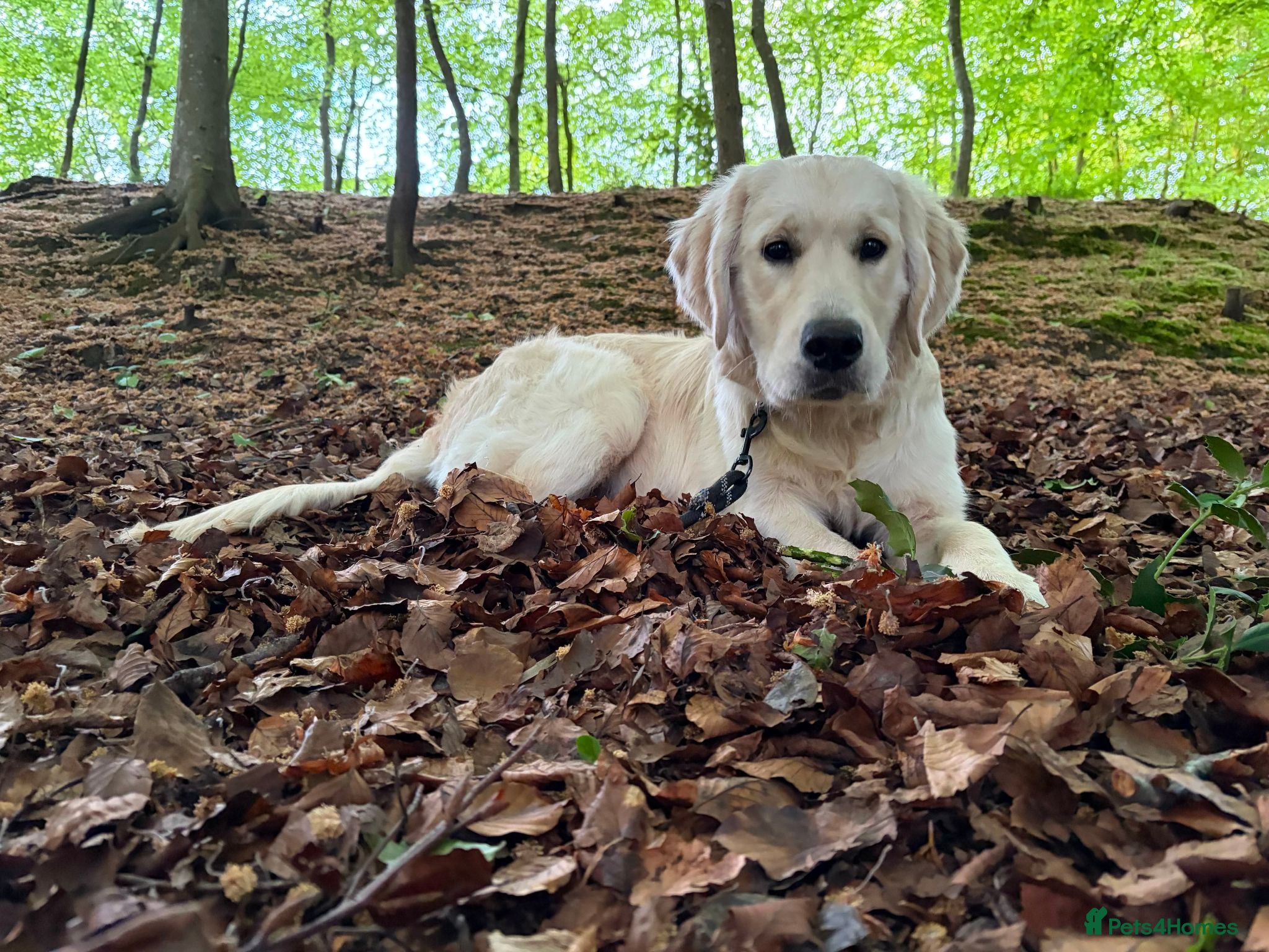 Golden Retriever dogs Murphy - 6 Month-Old Golden Retiever - Advert 6