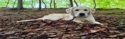 Golden Retriever dogs for sale: Murphy - 6 Month-Old Golden Retiever in Preston - Advert 1