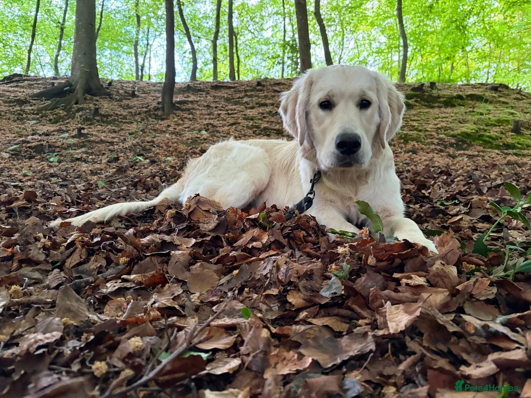 Golden Retriever dogs for sale: Murphy - 6 Month-Old Golden Retiever in Preston - Advert 1
