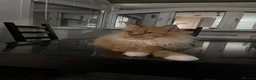 Maine Coon cats for sale: Stunning Red Maine Coon Kitten – TICA Registered  - Advert 6