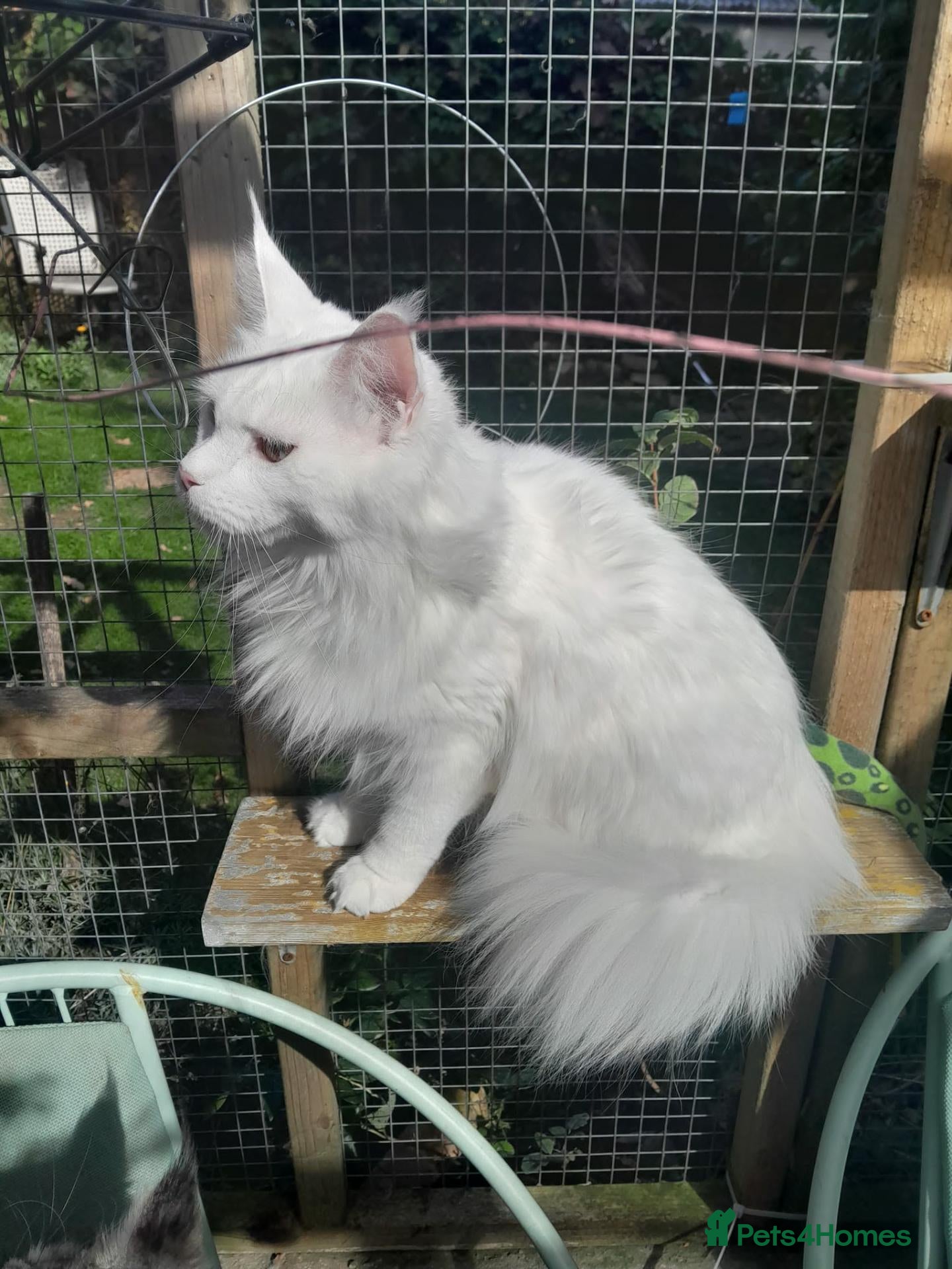 Maine Coon cats solid white girl maine coon TICA reg - Advert 2