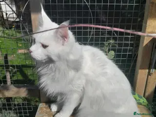 Maine Coon cats solid white girl maine coon TICA reg - Advert 2