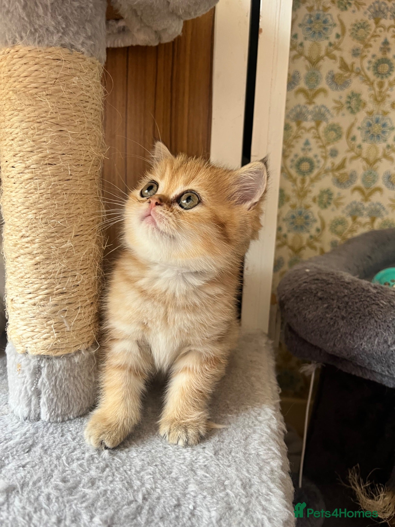 British Shorthair cats 1 female left Black golden shaded GCCF registered  - Advert 3