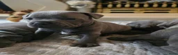 Staffordshire Bull Terrier dogs for sale: Stunning KC reg SBT BLUE PUPS - Advert 16