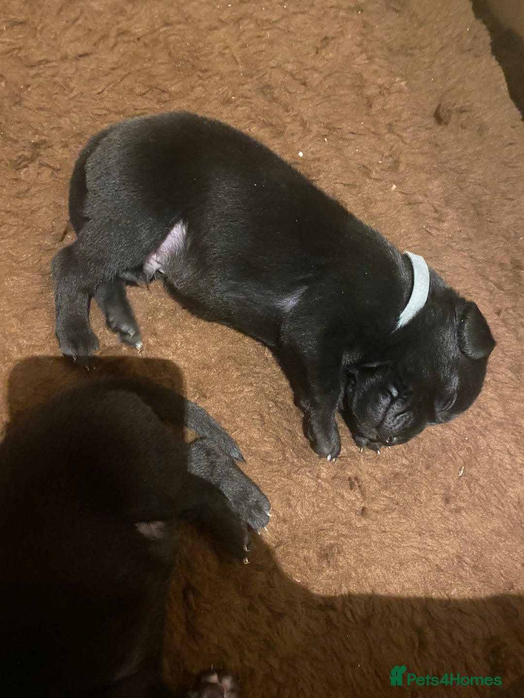 Labrador Retriever dogs for sale: KC registered Labrador puppies - Advert 11