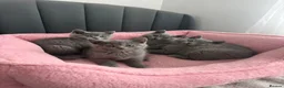British Shorthair cats for sale: British shorthair kittens - Advert 4