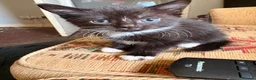 Mixed Breed cats for sale: Seven beautiful kittens that need new homes - Advert 11