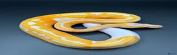 Python Snake reptiles for sale: Dreamsicle ball/royal python hatchlings  in Romford - Advert 4