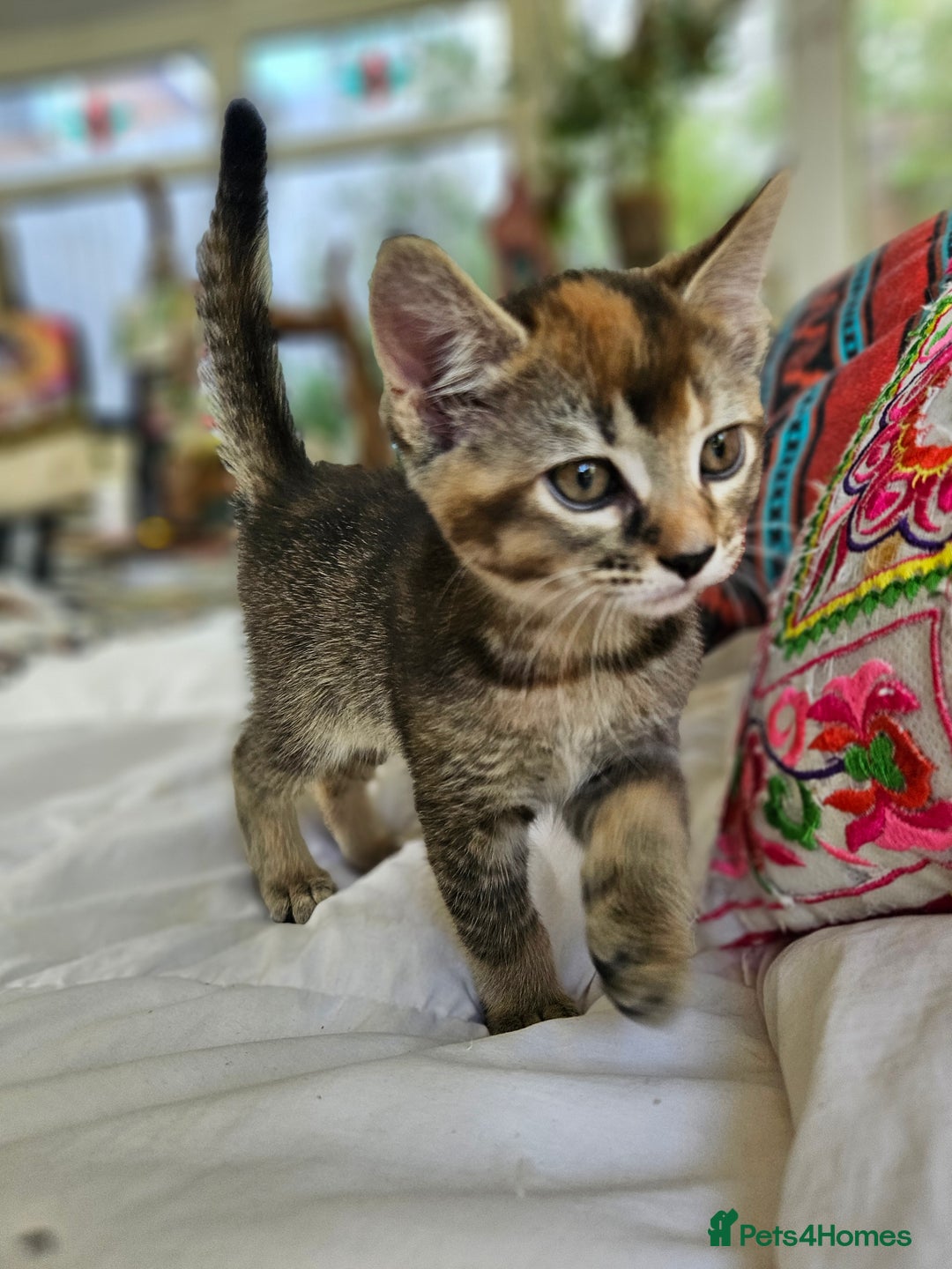 Mixed Breed cats for sale: Beautiful friendly kittens for sale - Image 6