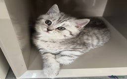 British Shorthair cats for sale: 😻Beautiful BSH Active GCF Kittens🌈 Ready Now! - Image 10