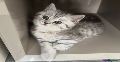 British Shorthair cats - Advert 15