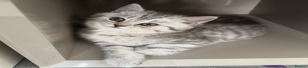 British Shorthair Kitten Grey 