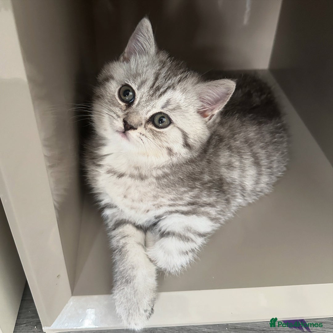 British Shorthair cats for sale: 😻Beautiful BSH Active GCF Kittens🌈 Ready Now! - Image 10