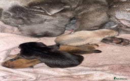 Shar Pei dogs for sale: Shar pei - Image 10