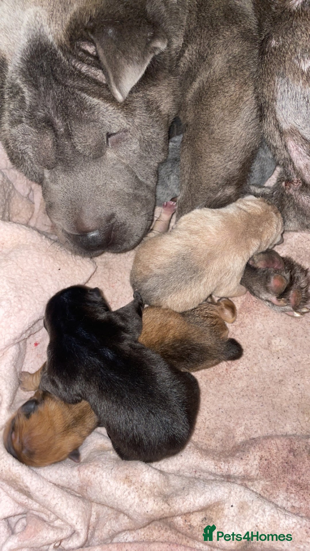 Shar Pei dogs for sale: Shar pei - Image 10